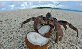 最大陆地蟹：“椰子蟹”