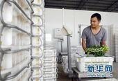 深圳建立农产品离岸现货交易平台